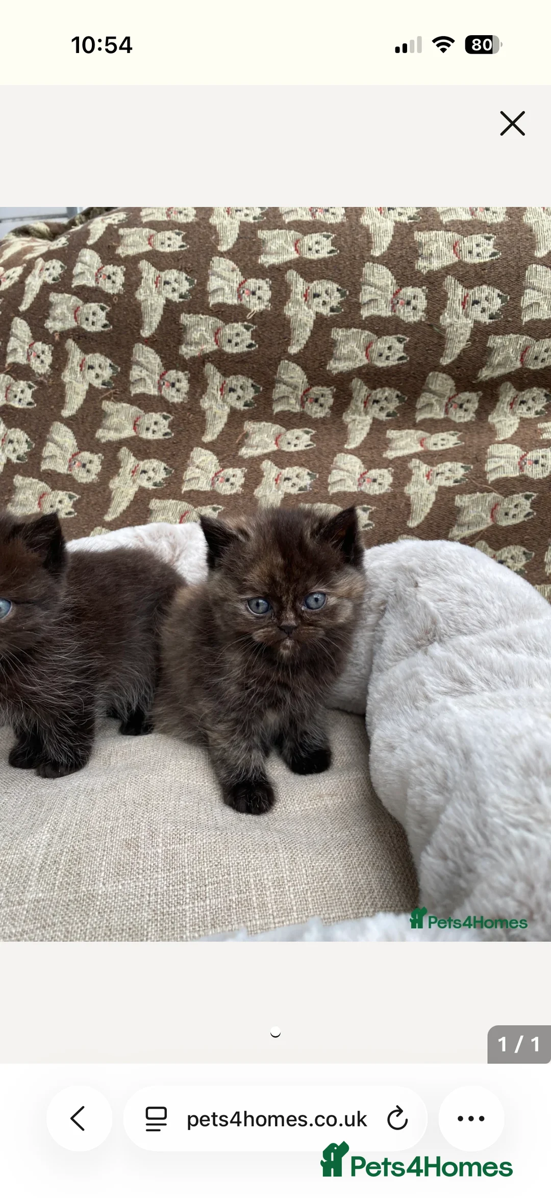 Ragdoll cats for sale: Ragdoll x BSH - Advert 6