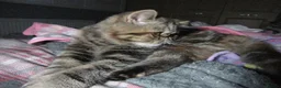 Exotic cats for sale:  Beautiful Exotic female kittens Ready now - Advert 4