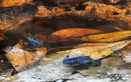 Frog reptiles for sale: 🩵🩵 BLUE FROGS FOR SALE🩵🩵 - Image 8