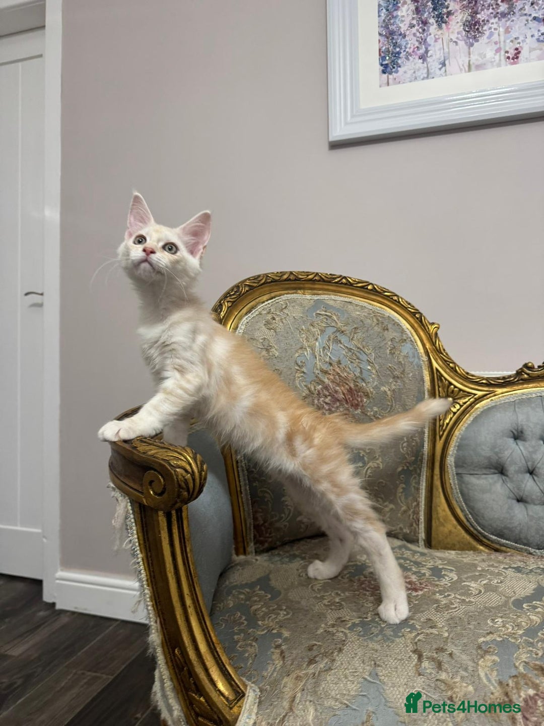 Maine Coon cats for sale: Maine Coon Kittens 🏆 20+ gen 🧬 pedigree 🎄🎄🎄 - Advert 34