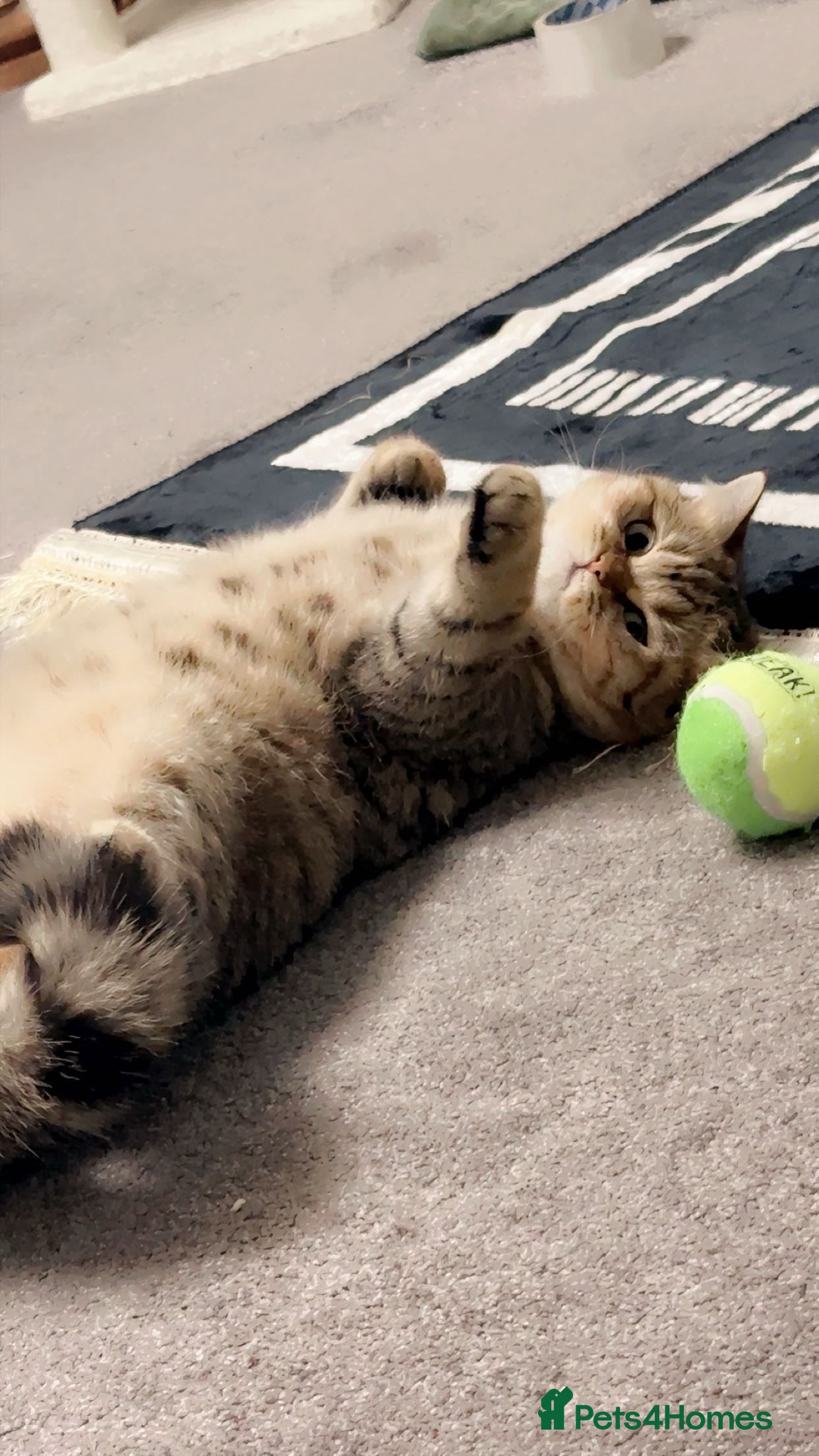 British Shorthair cats  Indoors BSH kittens female  - Advert 1