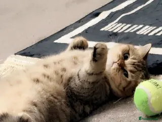 British Shorthair cats Indoors BSH kittens female - Advert 1