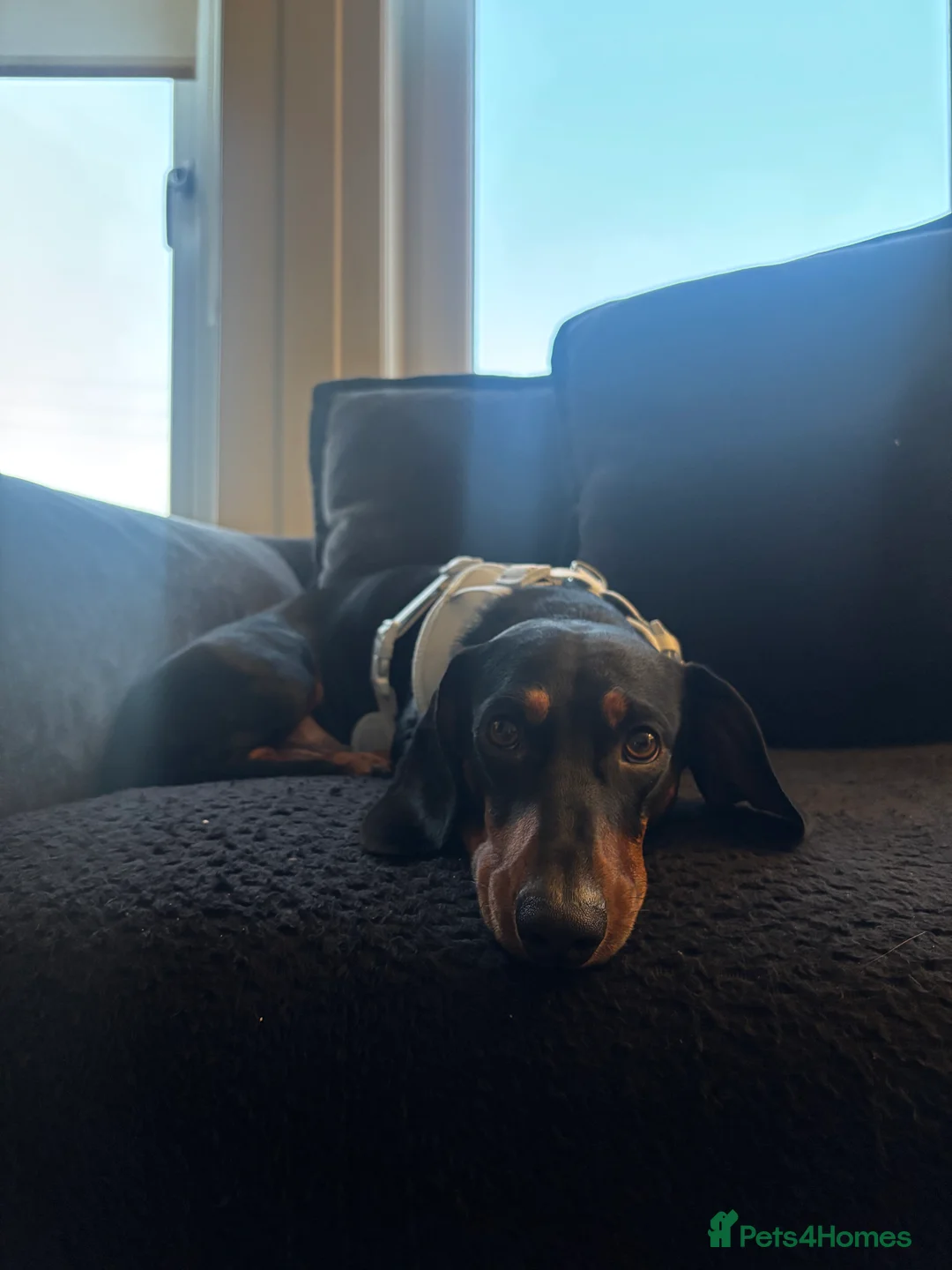 Dachshund dogs for stud: Dexter. Stud available  in Glasgow - Advert 2
