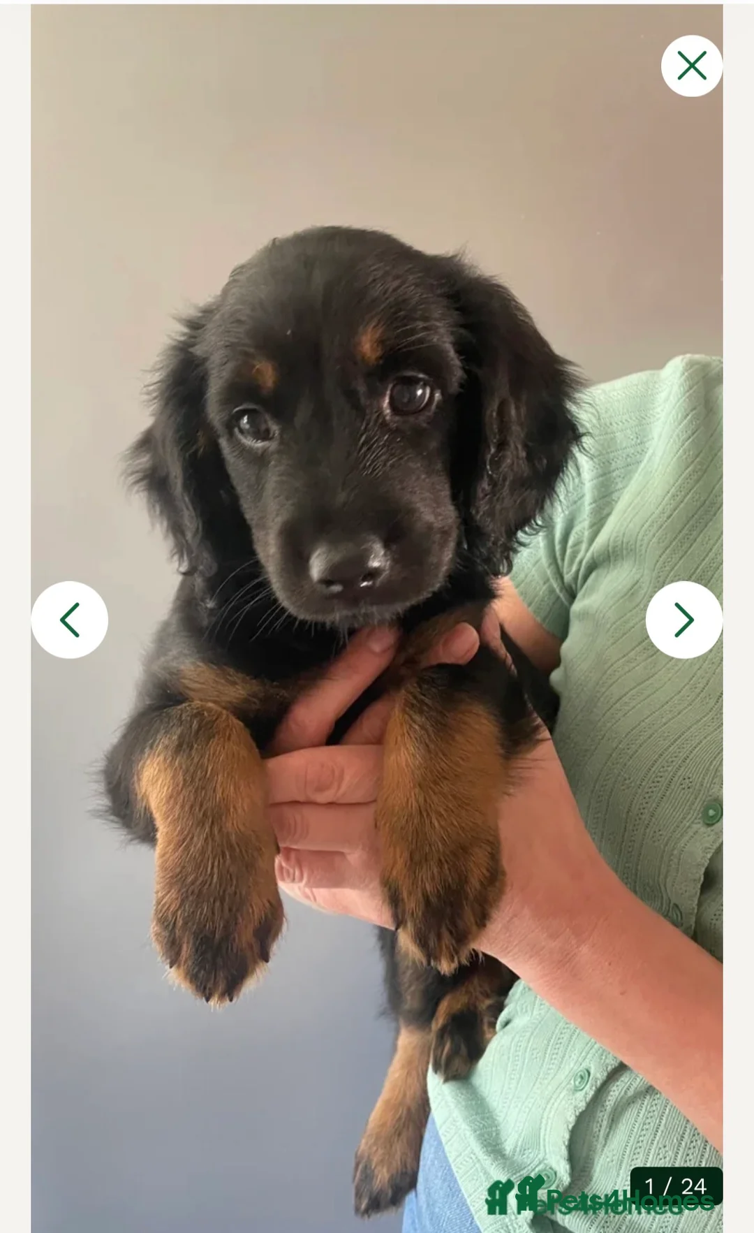 Mixed Breed dogs for sale: Portuguese sheepdog cross puppies - Advert 2