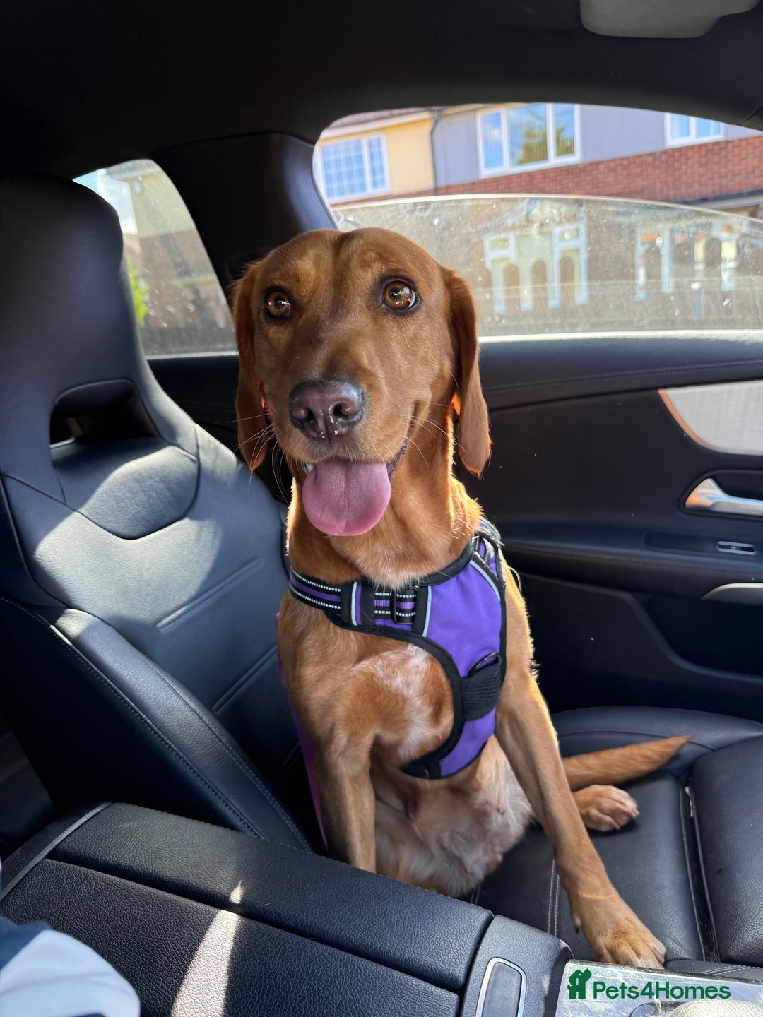 Cockerdor dogs for sale: FOX RED COCKERDOR PUPS  - Image 6