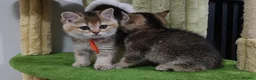 British Shorthair cats for sale: Playfull BSH kitten ready to join your family - Advert 3
