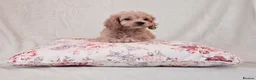 Cockapoo dogs for sale: Toy Teddy Bear Cockapoo Puppies - Advert 11