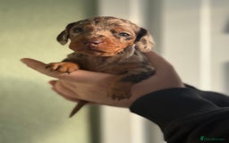 Dachshund dogs for sale: Beautiful standard dachshund puppies ❤️ - Image 21