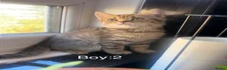 British Shorthair cats for sale: British shorthair mix kittens  - Advert 5
