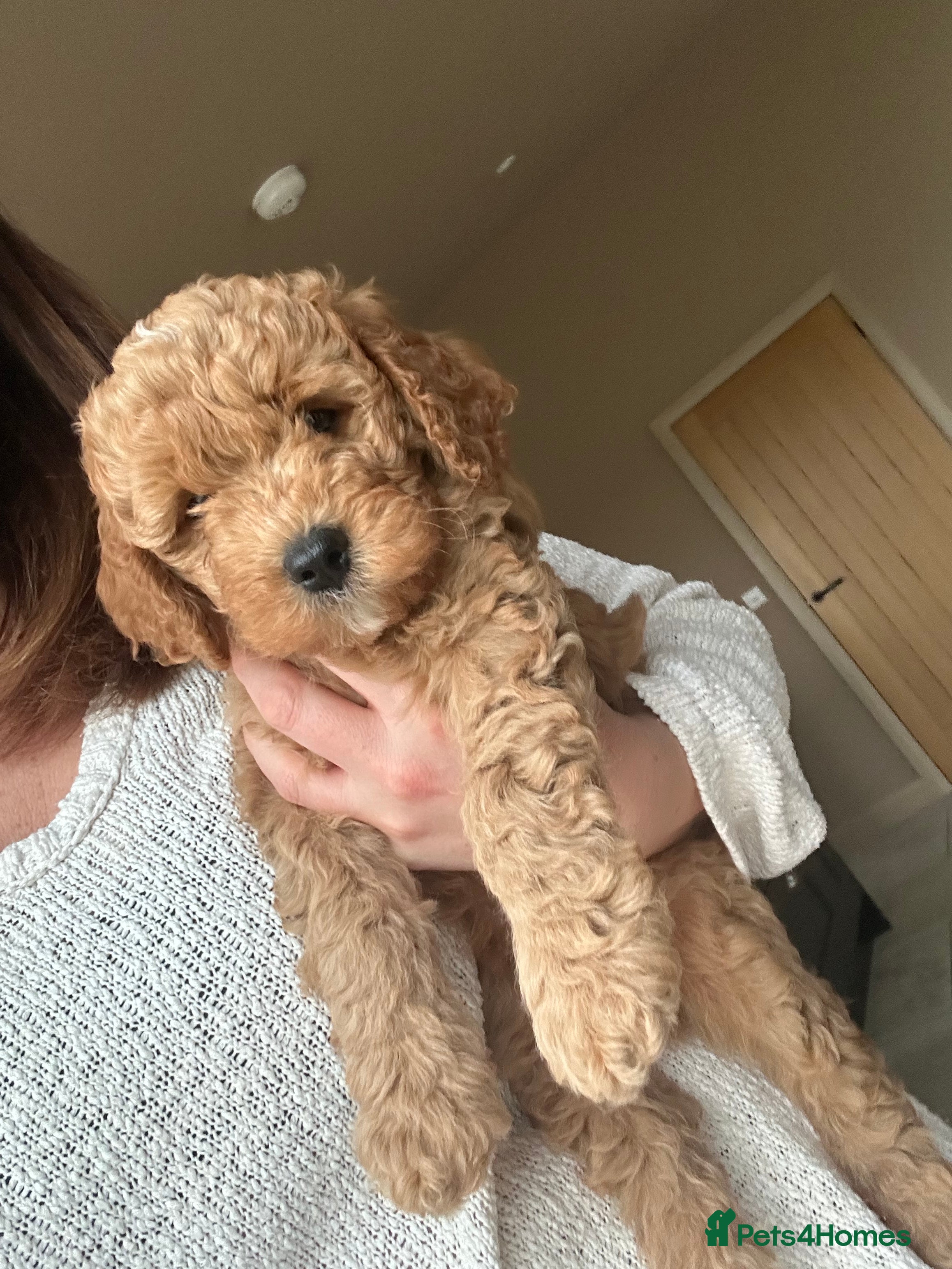 Mixed Breed dogs The most beautiful Cavapoochon Puppies - Advert 2