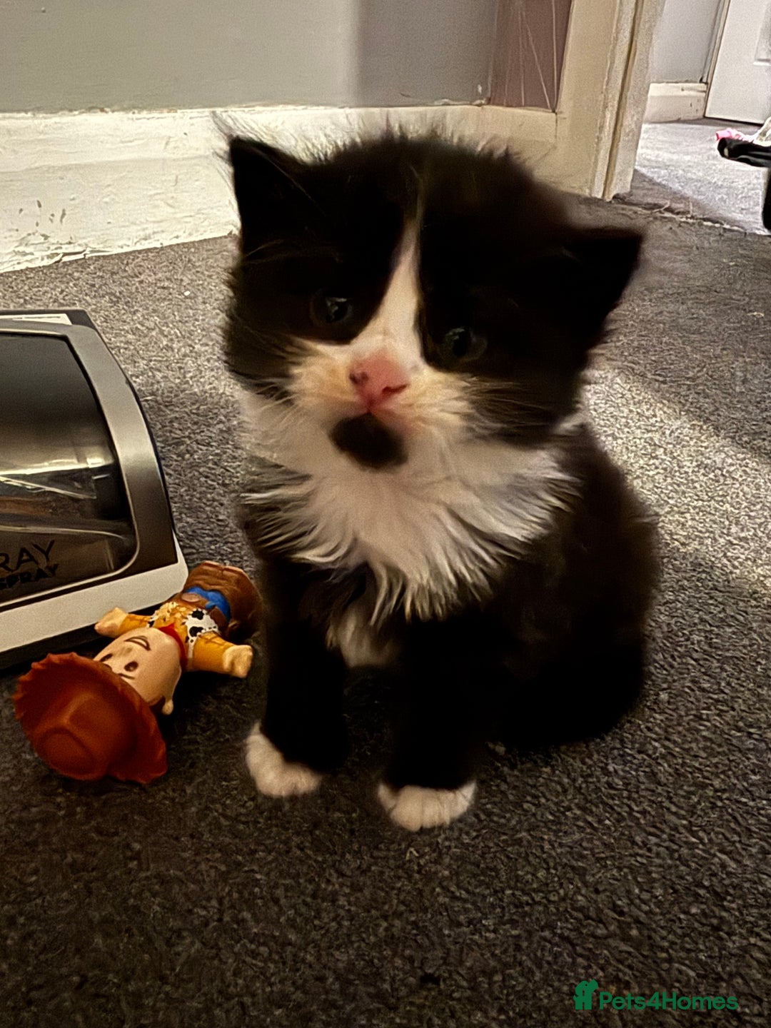 Mixed Breed cats for sale: Maine coon/ BomBay kittens  - Image 5