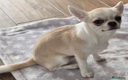 Chihuahua dogs for sale: KC CREAM & WHITE BOY - Image 5