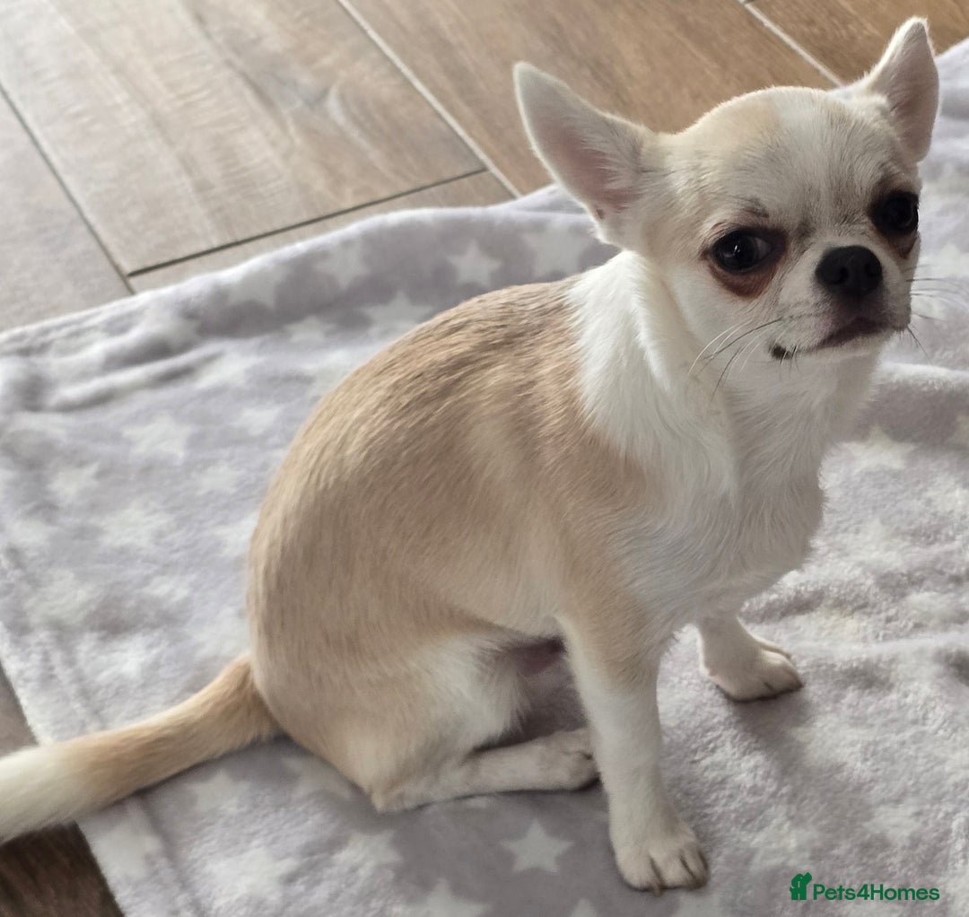 Chihuahua dogs for sale: KC CREAM & WHITE BOY - Image 5