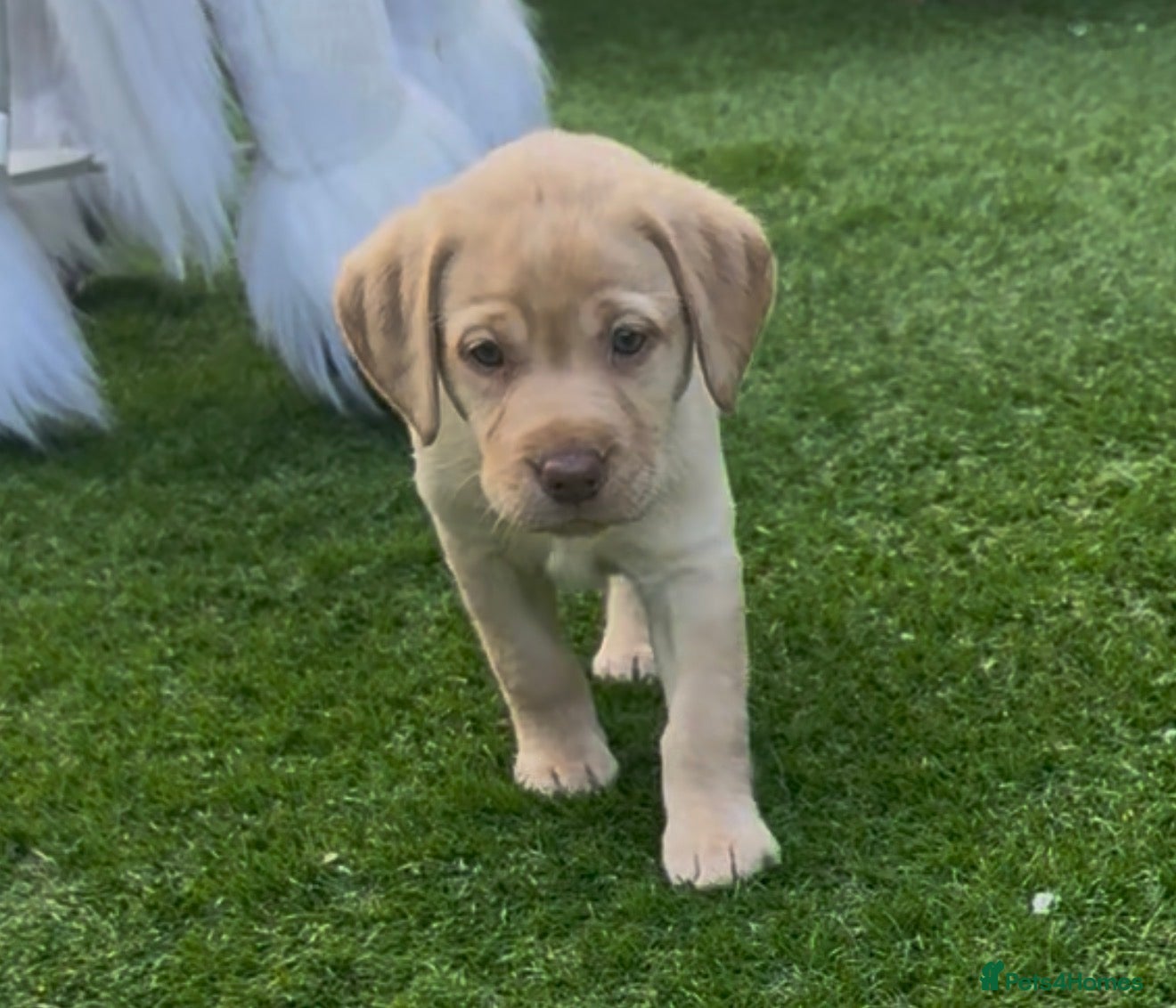 Labrador Retriever dogs Stunning fox red/yellow/white Labrador puppies - Advert 1