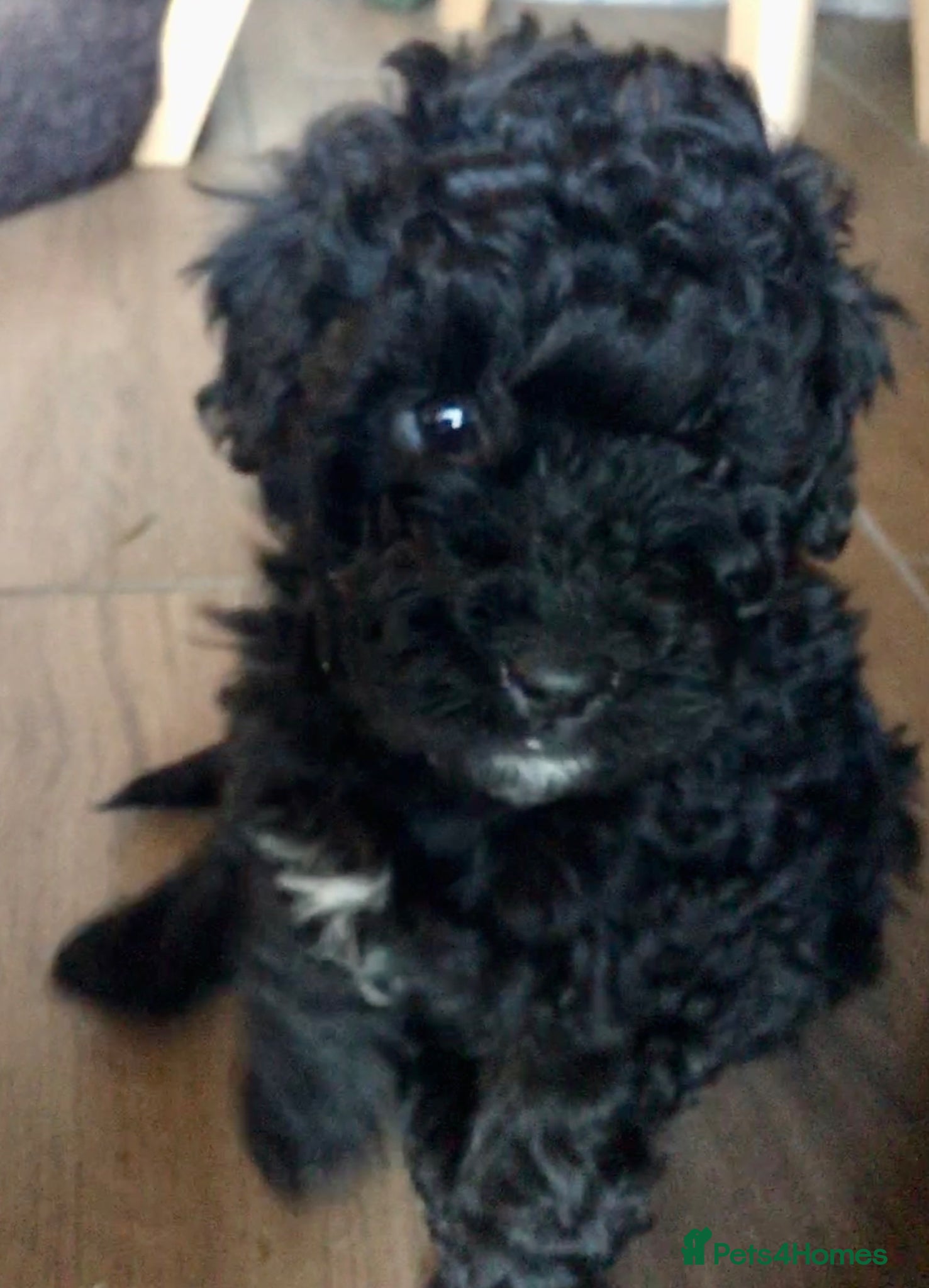Labradoodle dogs F1b Beautiful miniature Labradoodle puppies - Advert 12