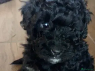 Labradoodle dogs F1b Beautiful miniature Labradoodle puppies - Advert 12