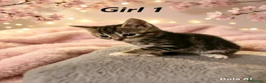 Domestic Shorthair 7