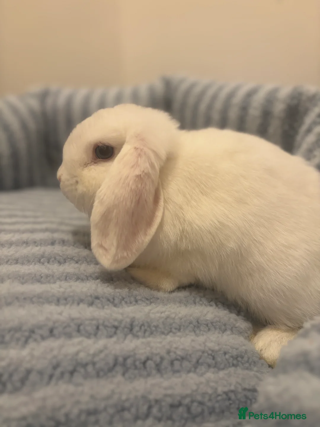Mini Lop rabbits for sale: ✨ Stunning mini lops 👀 ✨  - Advert 7