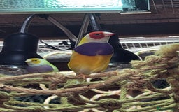 Finches birds for sale: Gouldian finches pairs  - Advert 20