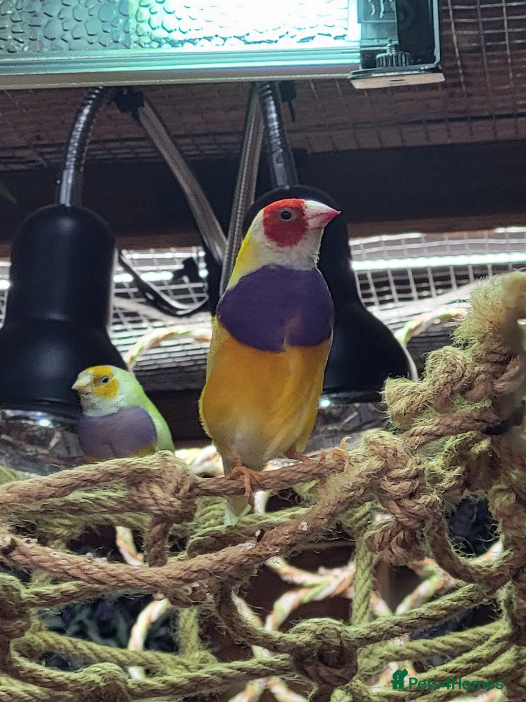 Finches birds for sale: Gouldian finches pairs  - Advert 20