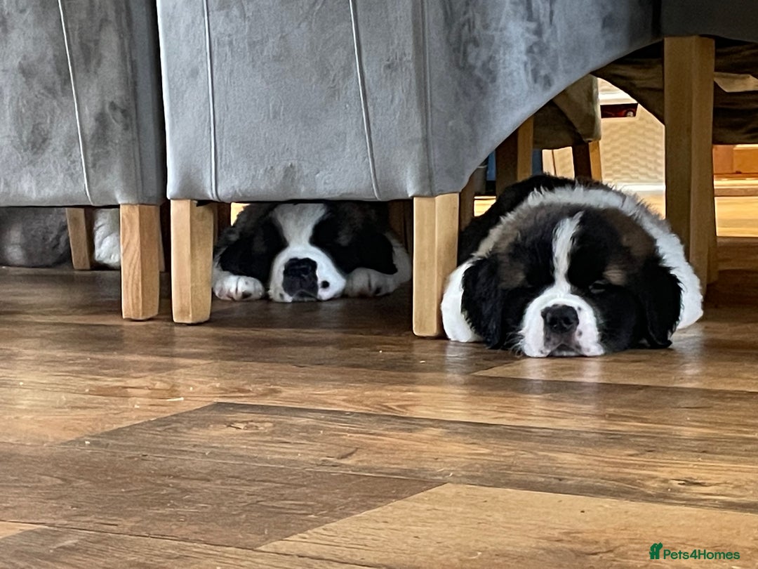 Saint Bernard dogs for sale: Stunning Female Saint Bernard puppy Kc reg - Image 14