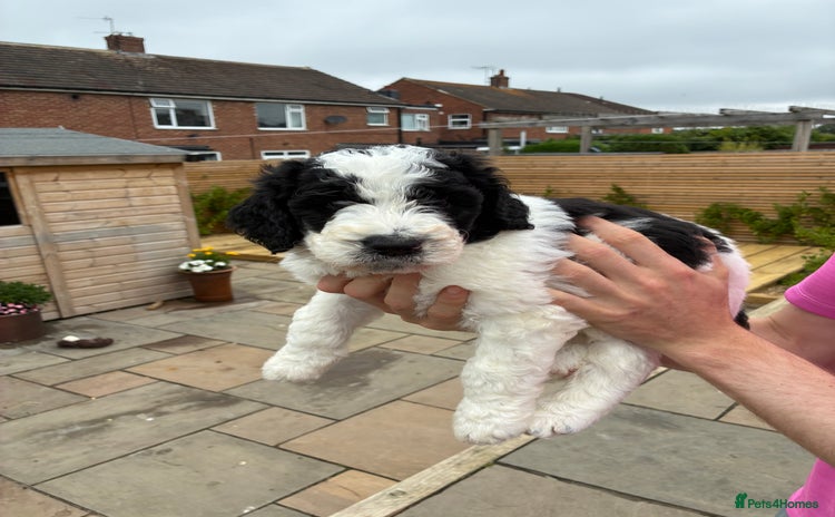 Mixed Breed dogs - Advert 10