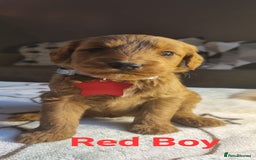 Labradoodle dogs for sale: Labradoodle Fox Red ❤️💞❤️Health check - Image 8
