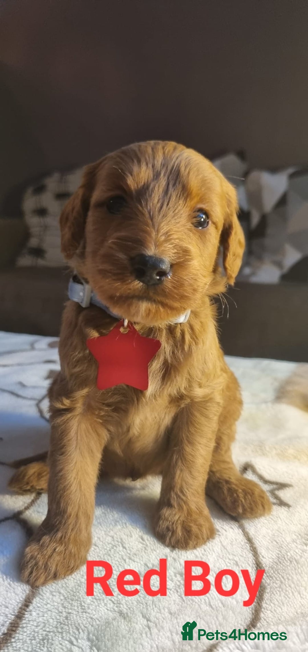 Labradoodle dogs for sale: Labradoodle Fox Red ❤️💞❤️Health check - Image 8