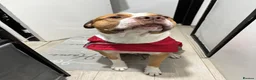 Mixed Breed dogs for sale: Cosmo - mixed breed - Advert 1