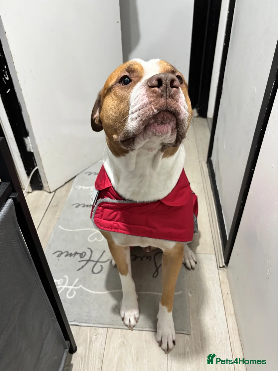 Mixed Breed dogs for sale: Cosmo - mixed breed - Advert 1