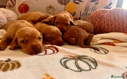 Hungarian Vizsla dogs for sale: Hungarian viszla puppies  - Image 2