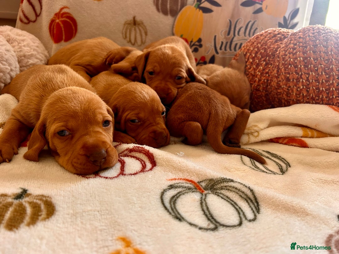Hungarian Vizsla dogs for sale: Hungarian viszla puppies  - Image 2