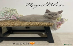 British Shorthair cats for sale: 👑ROYALBLESS STUNNING LILAC BRITISH SHORTHAIR  - Image 32
