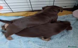 American Bully dogs for sale: Chocolate tri classic bullys - Advert 6