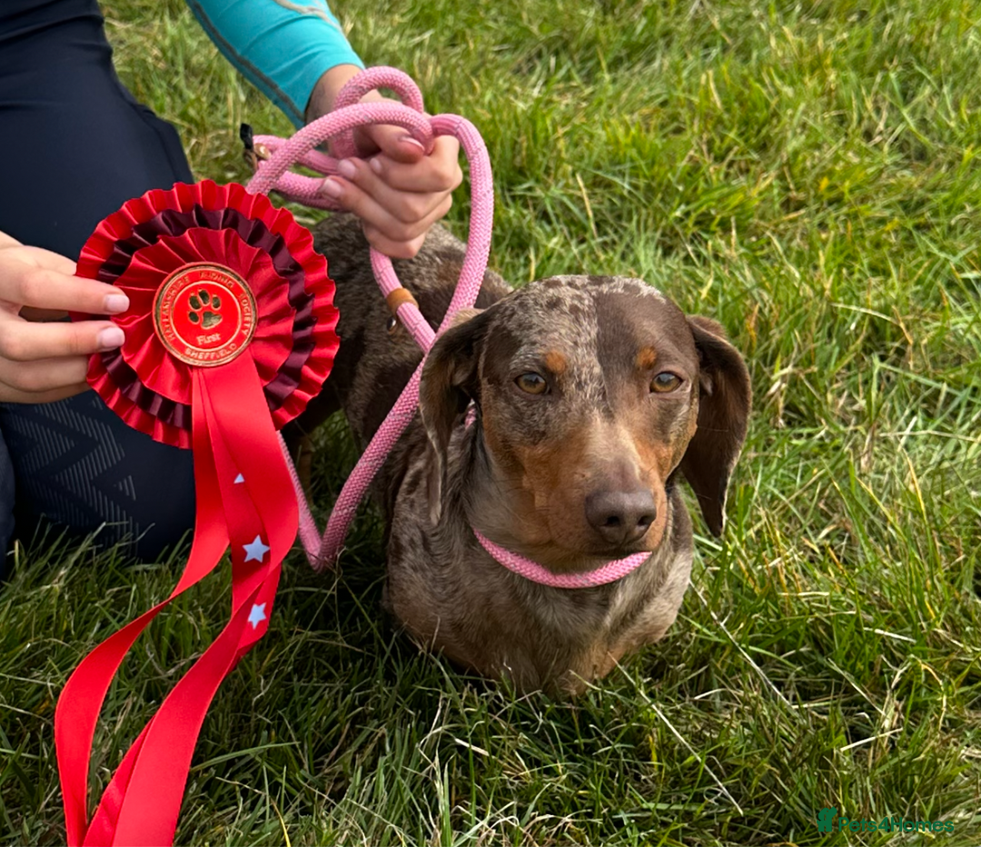 Miniature Dachshund dogs for sale: Miniature Silver Dapple & Black and Tan Dachshunds - Advert 2