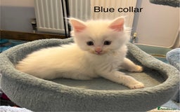 Maine Coon cats for sale: TICA & Council licensed white/black Maine Coons - Image 11