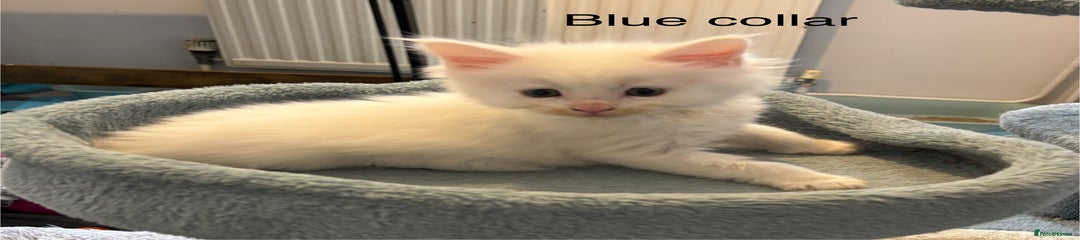 Blue collar boy (white)
