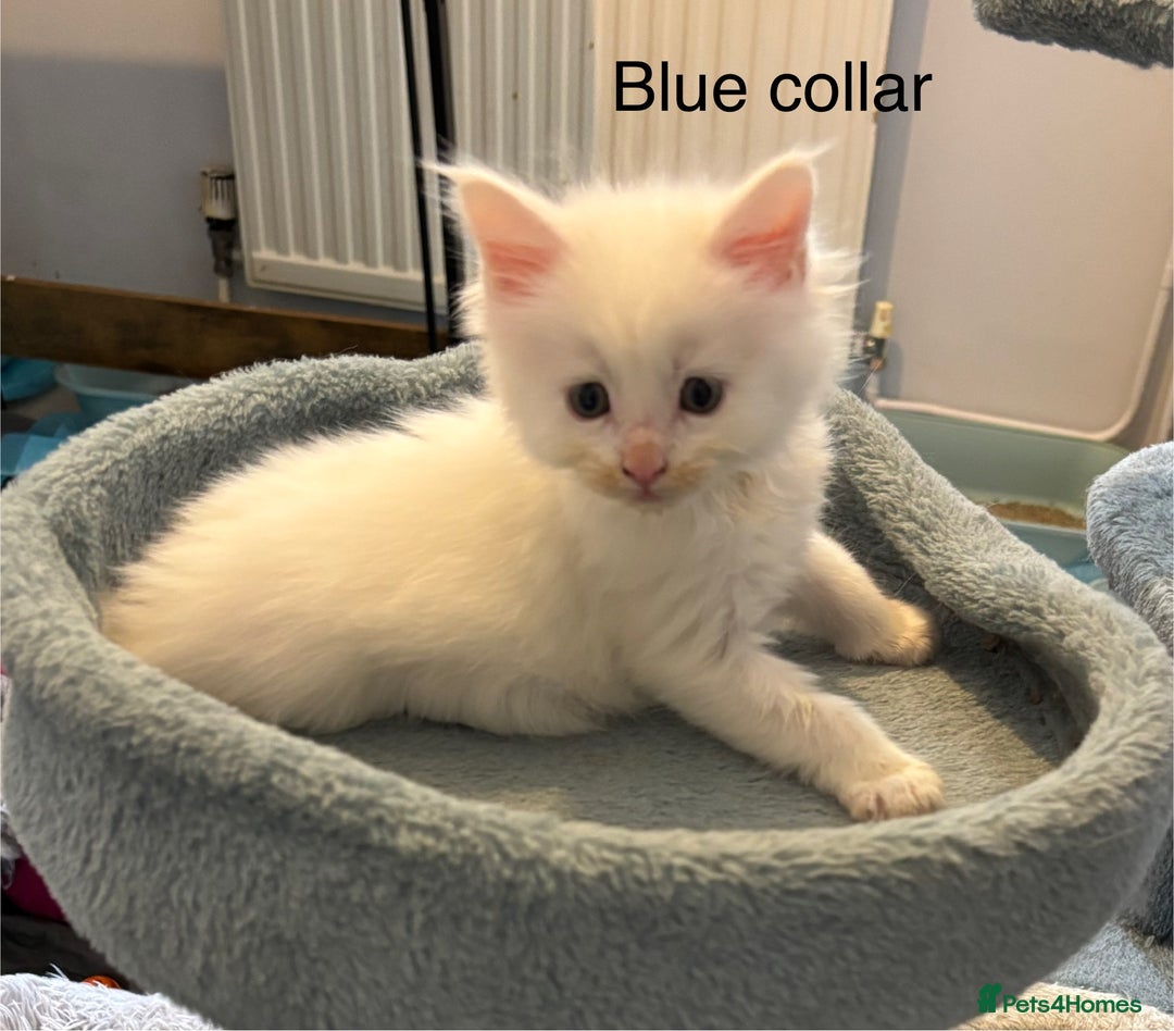 Maine Coon cats for sale: TICA & Council licensed white/black Maine Coons - Image 11