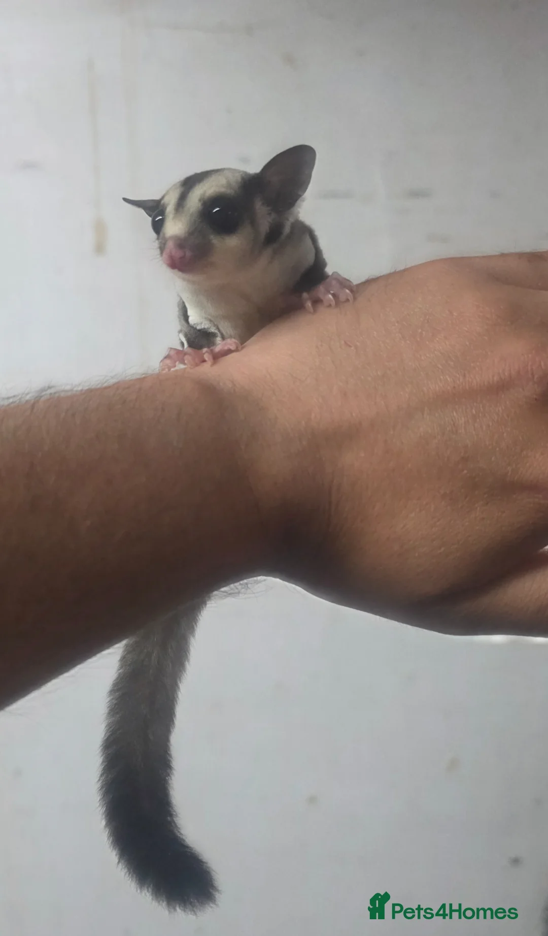 Sugar Glider rodents for sale: Baby Joey Gliders - Advert 3
