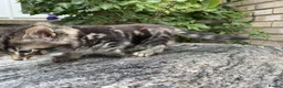 Maine Coon cats for sale: Maine Coon Bengal Cross Kittens - Advert 16