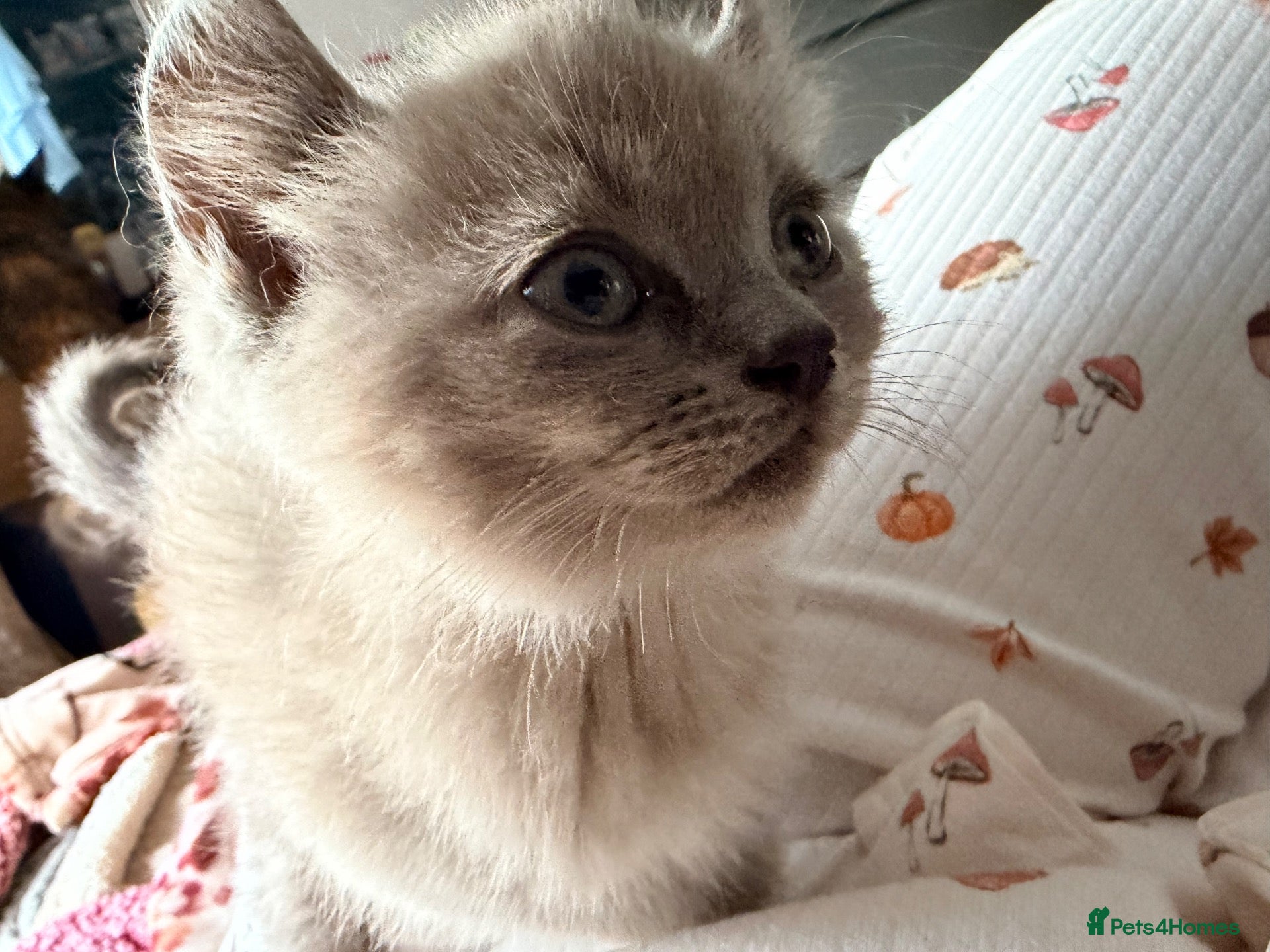 Persian cats Persian kittens for sale  - Advert 16