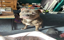 Staffordshire Bull Terrier dogs for stud: Loki | EXCEPTIONAL Blue Staffordshire Bull Terriet - Image 11