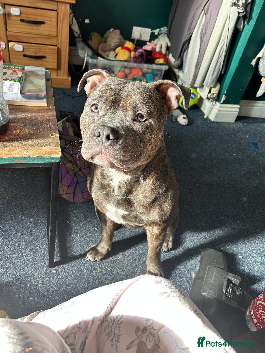 Staffordshire Bull Terrier dogs for stud: Loki | EXCEPTIONAL Blue Staffordshire Bull Terriet - Image 11