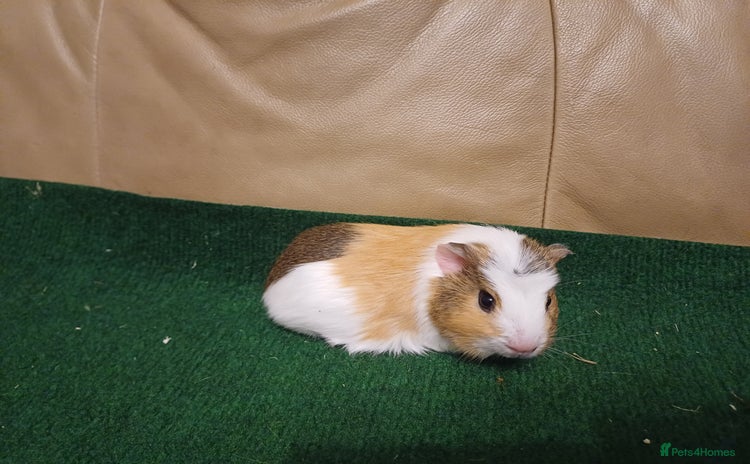 Guinea Pig rodents - Advert 1