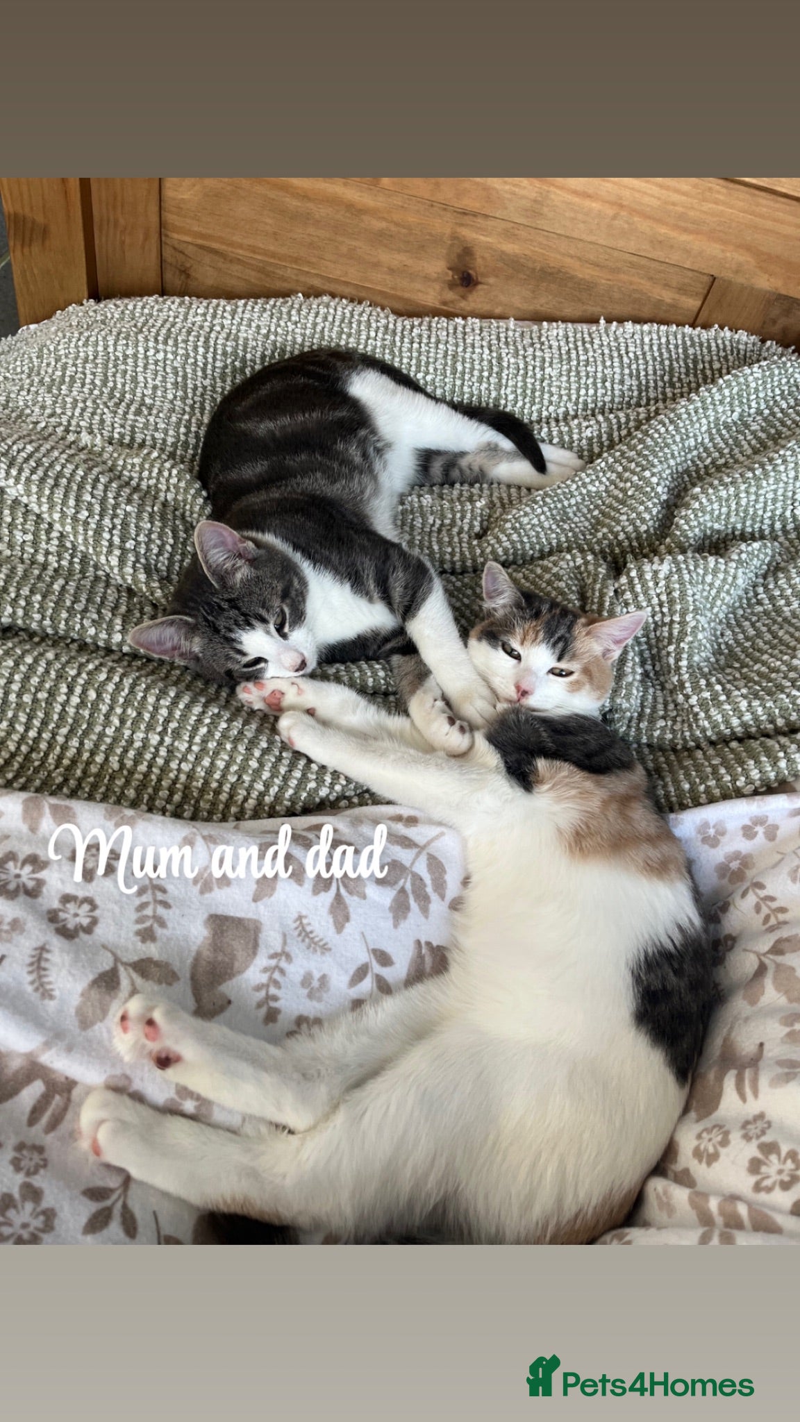 British Shorthair cats 3 kittens for sale  - Advert 2