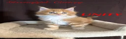 Maine Coon cats for sale: TICA Registered Full Maine Coon Kittens - Advert 5