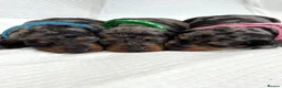 Miniature Dachshund dogs for sale: Adorable Miniature Dachshund Puppies - Advert 9