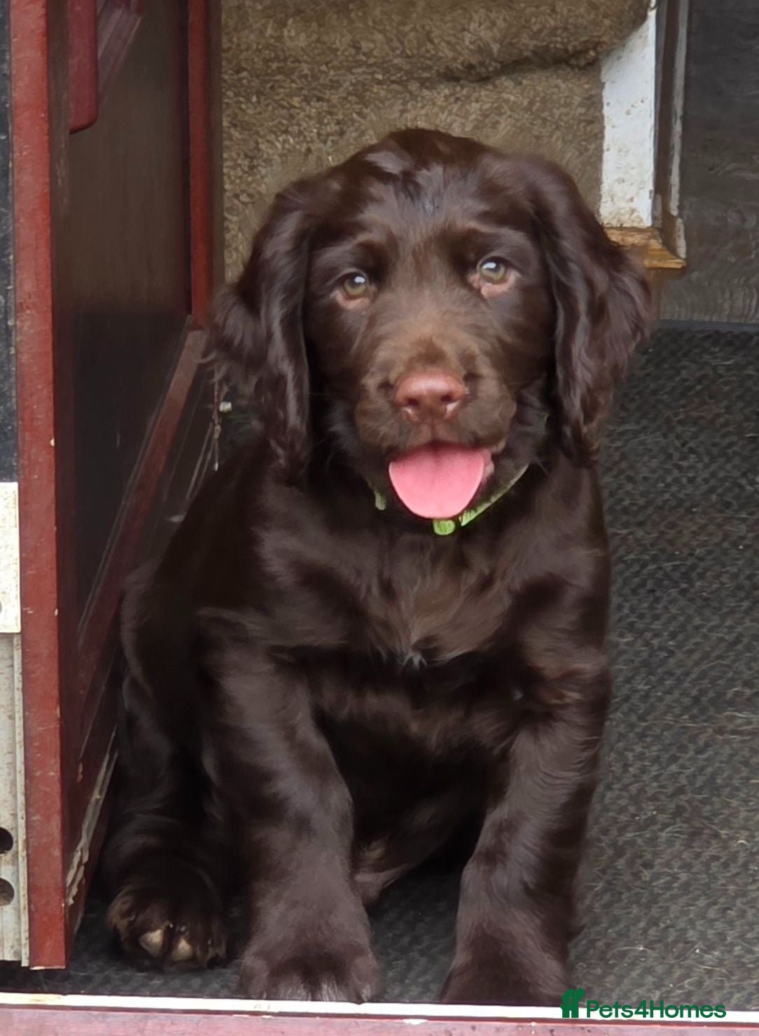 Sprocker dogs Spaniel puppies - Advert 11