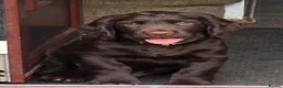 Sprocker dogs for sale: Spaniel puppies - Advert 1