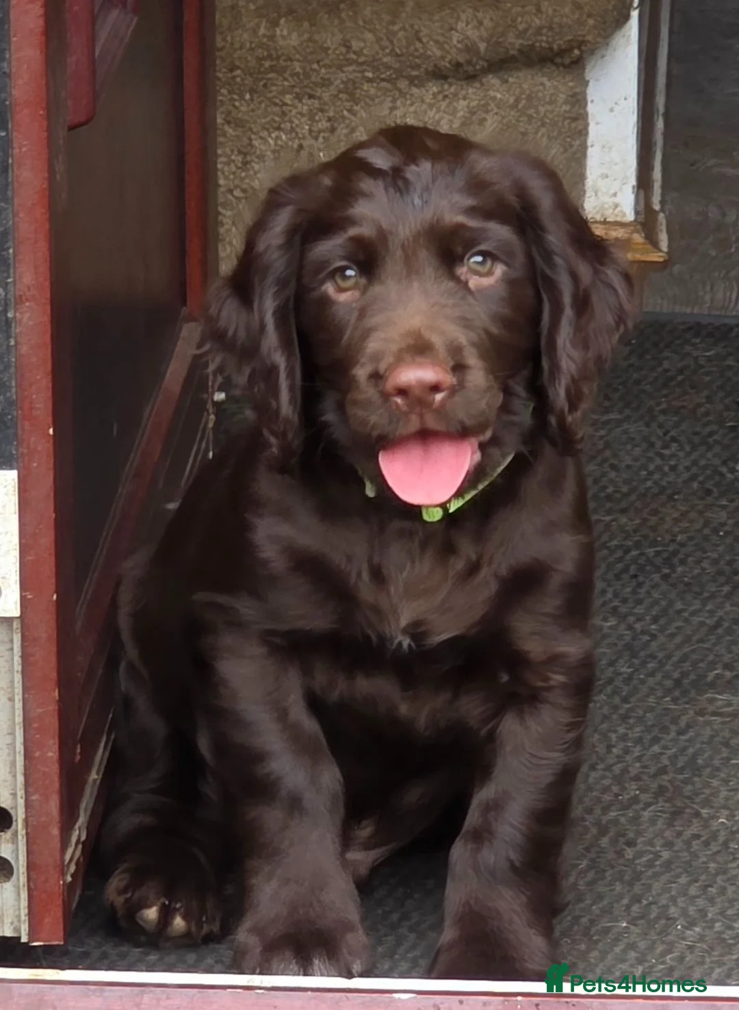 Sprocker dogs for sale: Spaniel puppies - Advert 1